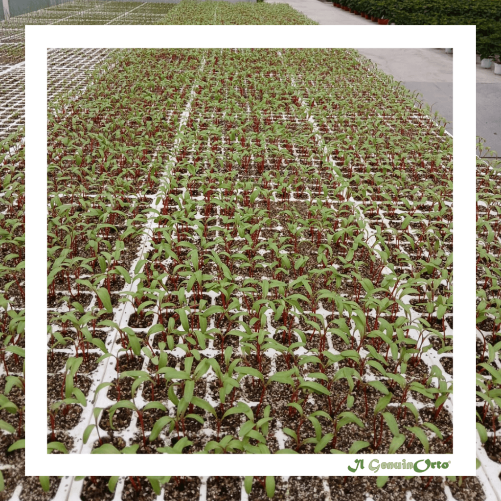 semenzaio il genuinorto su prenotazione di un agricoltore per mese ottobre , per coltivazione in tunnel