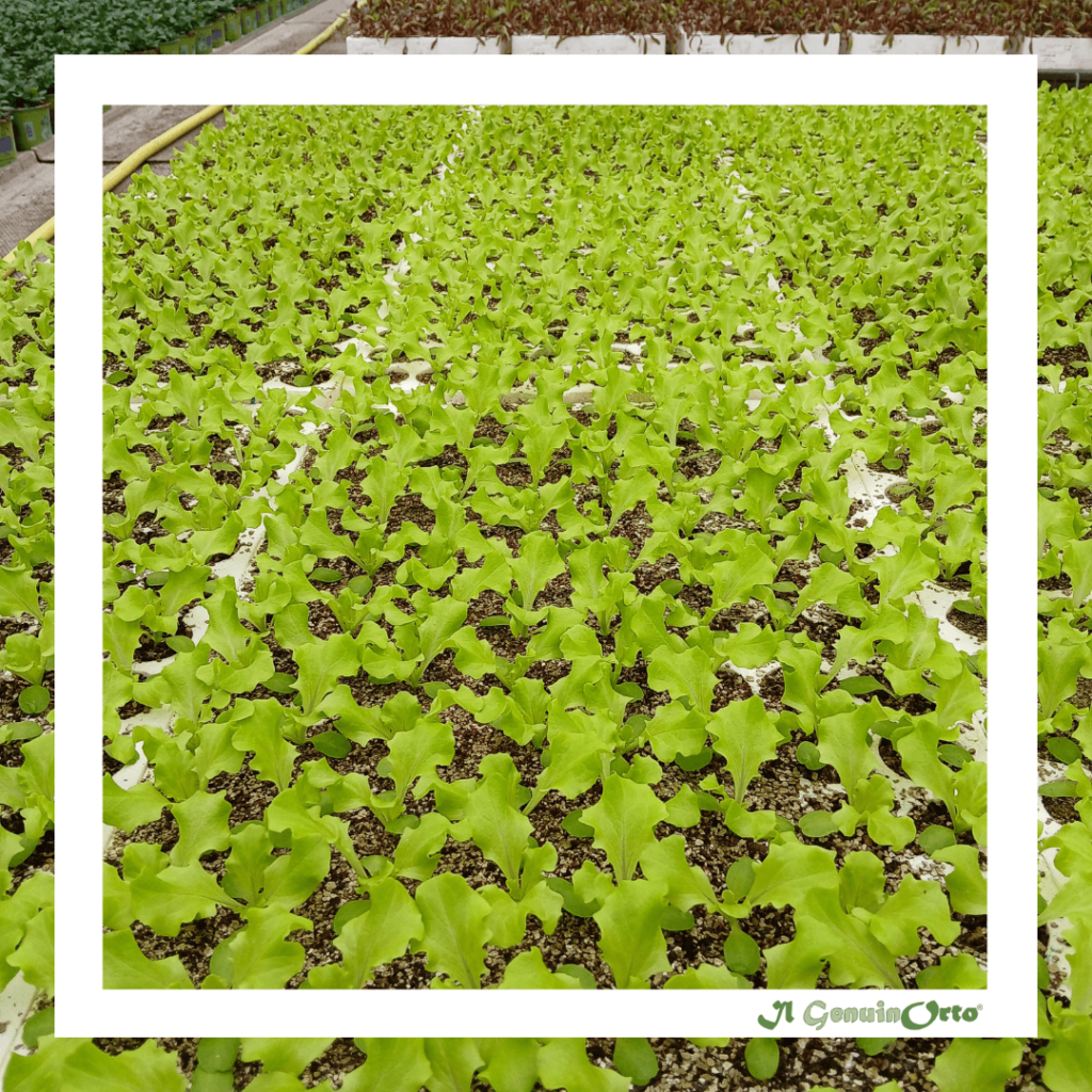 semenzaio il genuinorto su prenotazione di un agricoltore per ogni stagione, per coltivazione in tunnel e all'aperto 